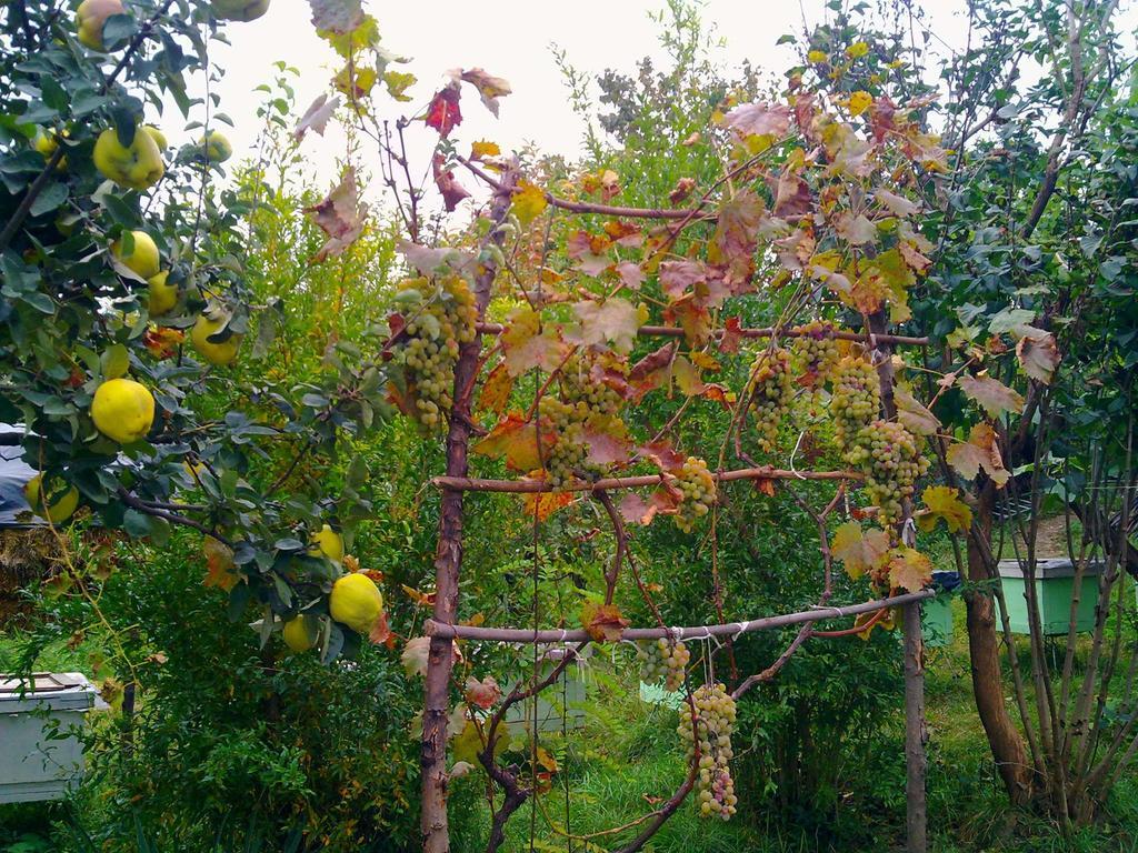 Farmer'S Guest House Telavi Exterior foto