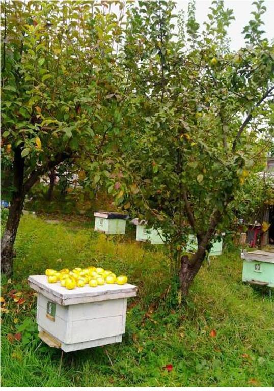 Farmer'S Guest House Telavi Exterior foto